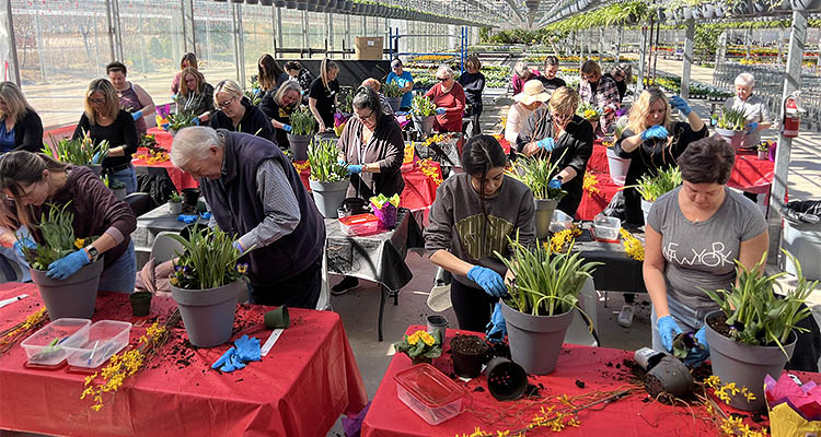 People potting plants in a large greenhouse
